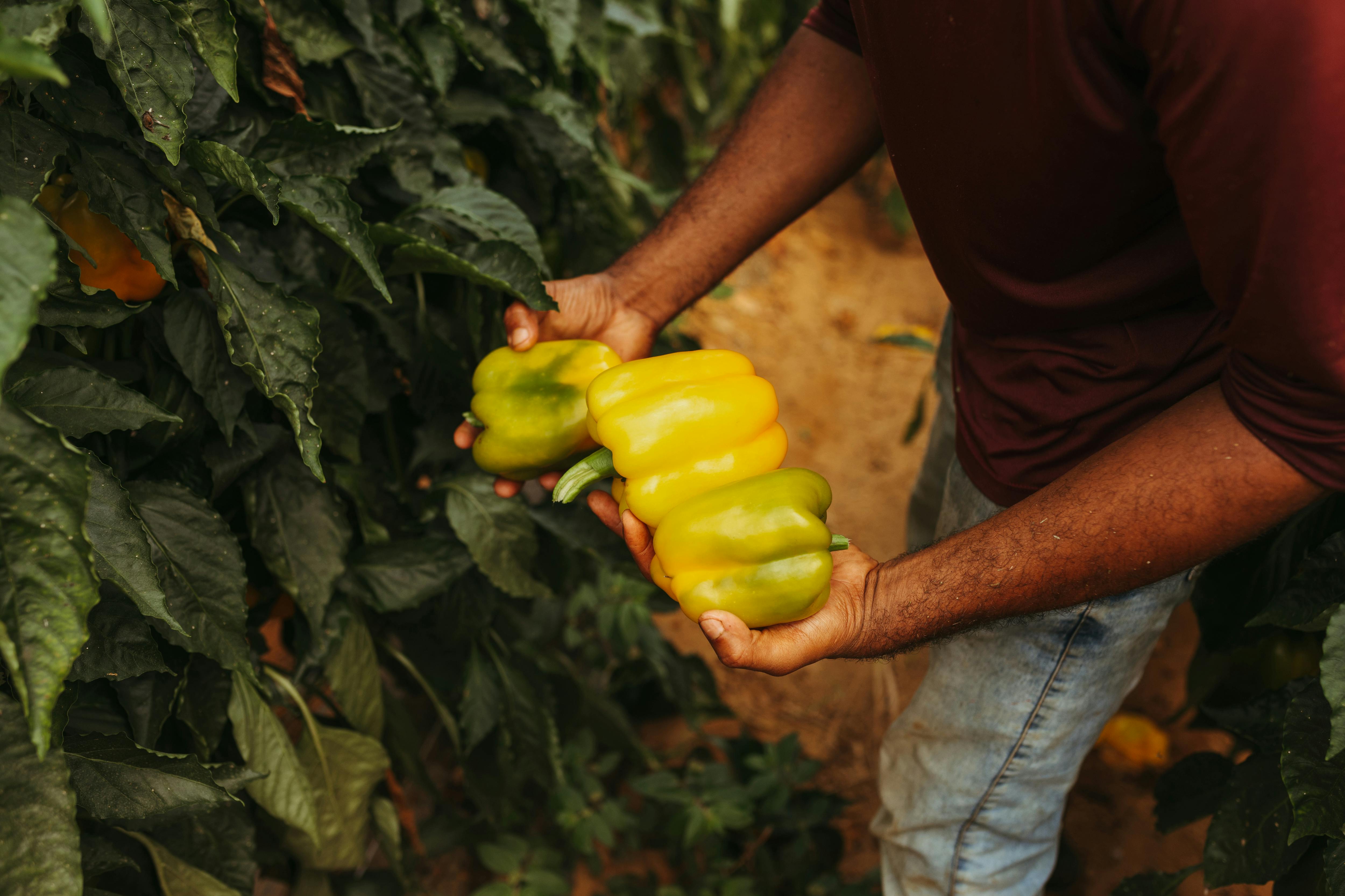 Agroecology